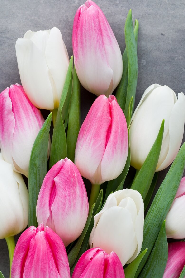 Вертикальные обои для телефона весна Бело-розовые тюльпаны
