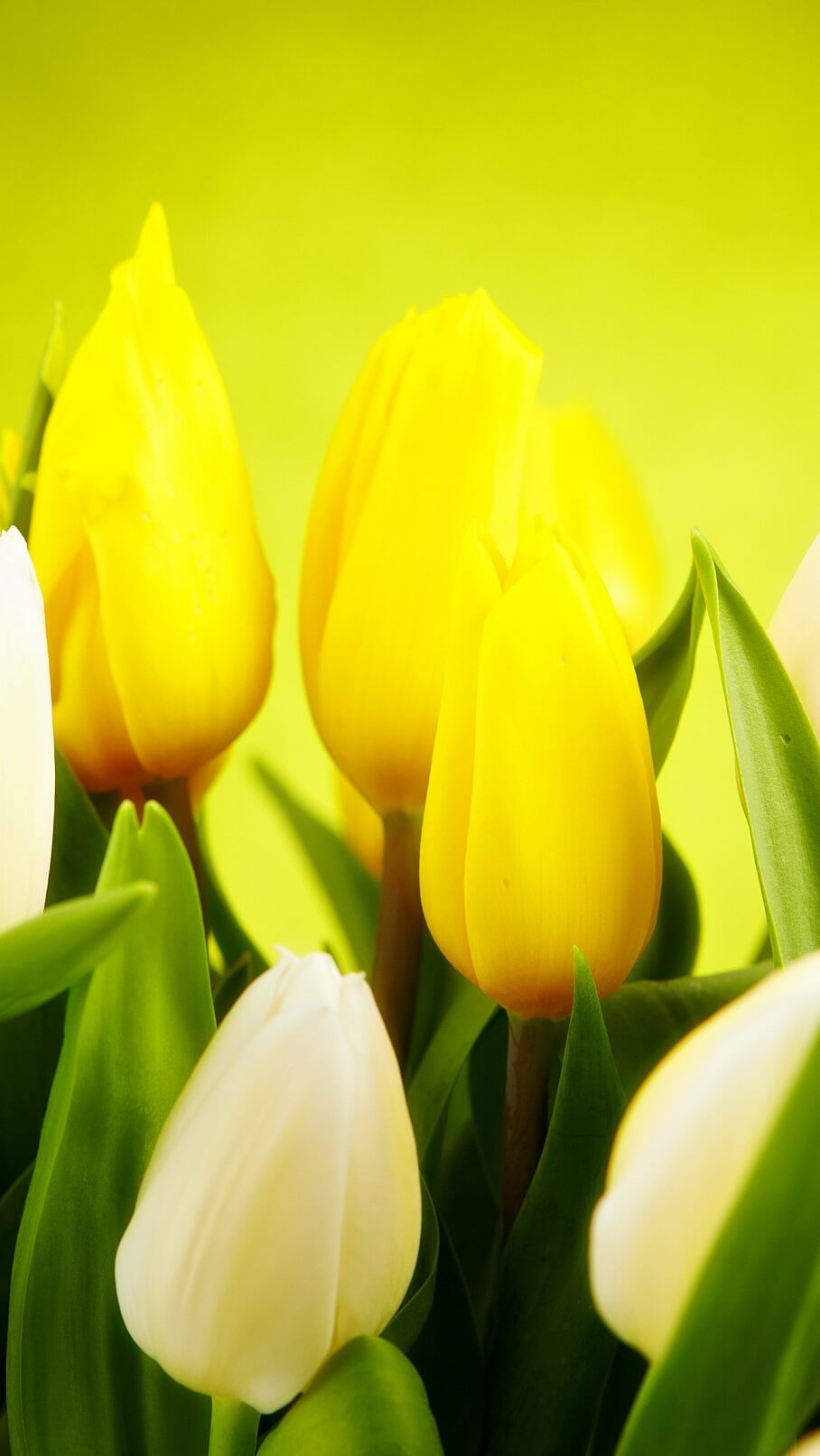 Вертикальные обои для телефона весна Белые и желтые тюльпаны 