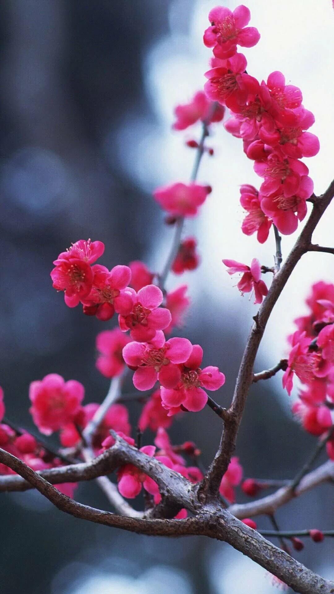 Вертикальные обои для телефона весна Цветы вишни