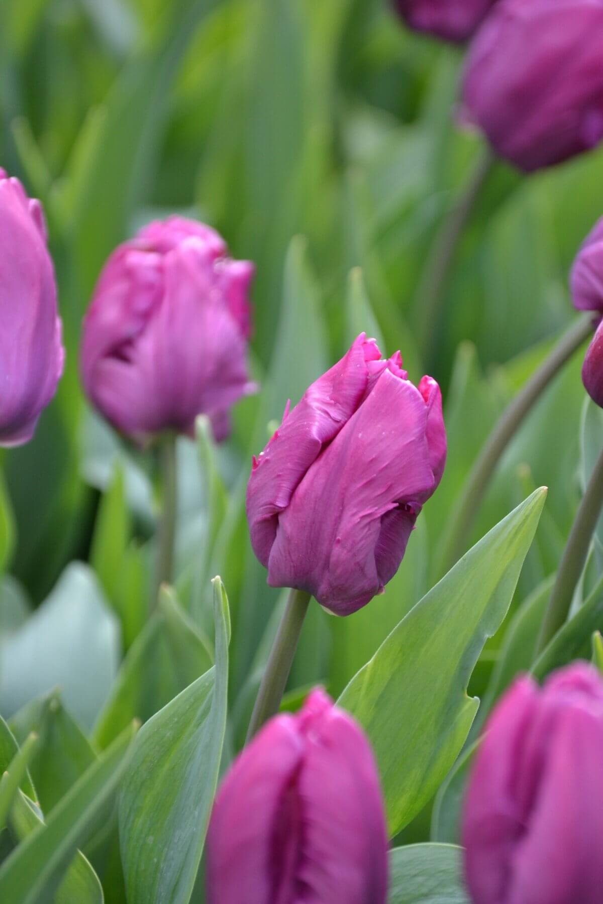 Вертикальные обои для телефона весна Фиолетовые тюльпаны