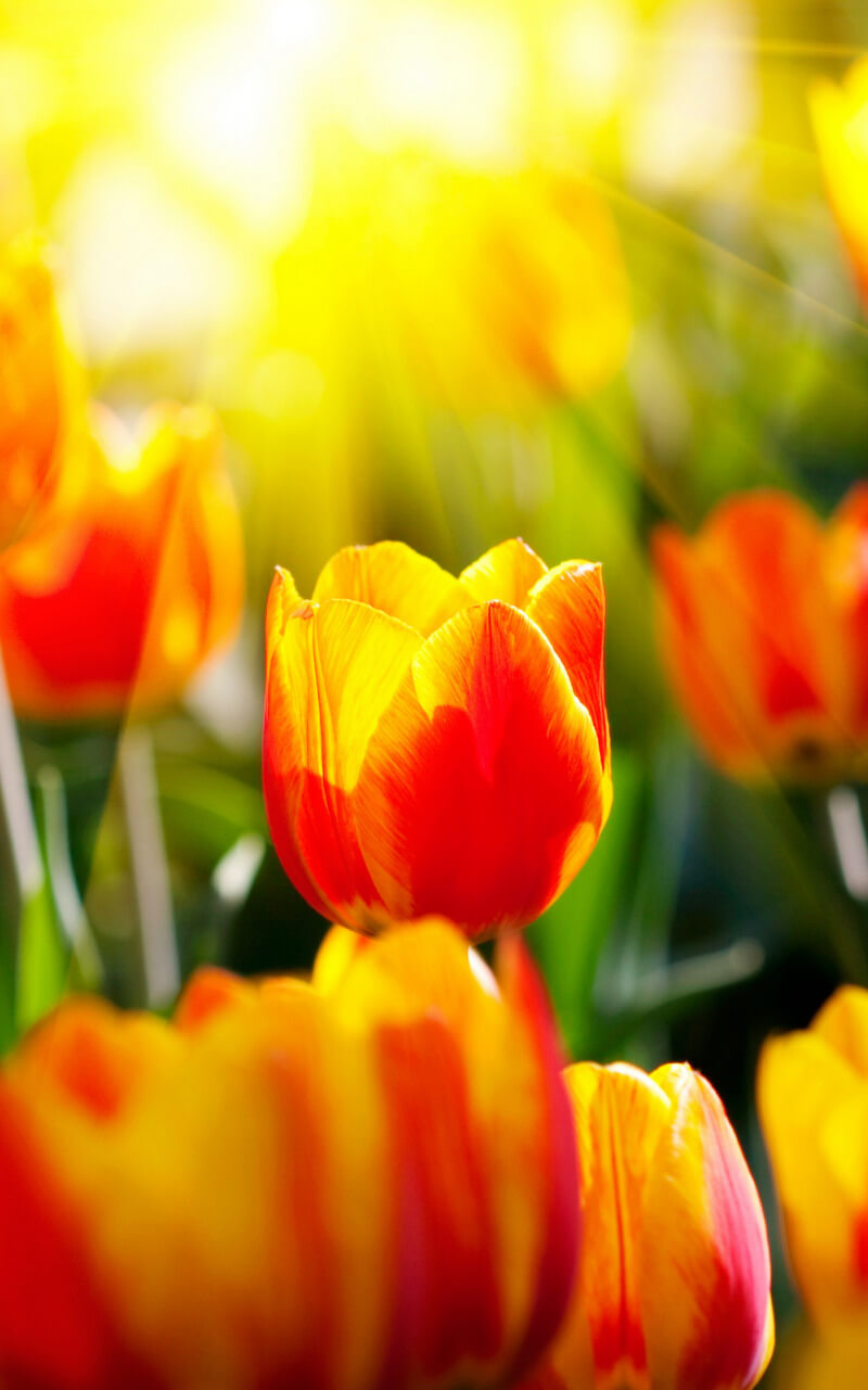 Вертикальные обои для телефона весна Оранжевые тюльпаны