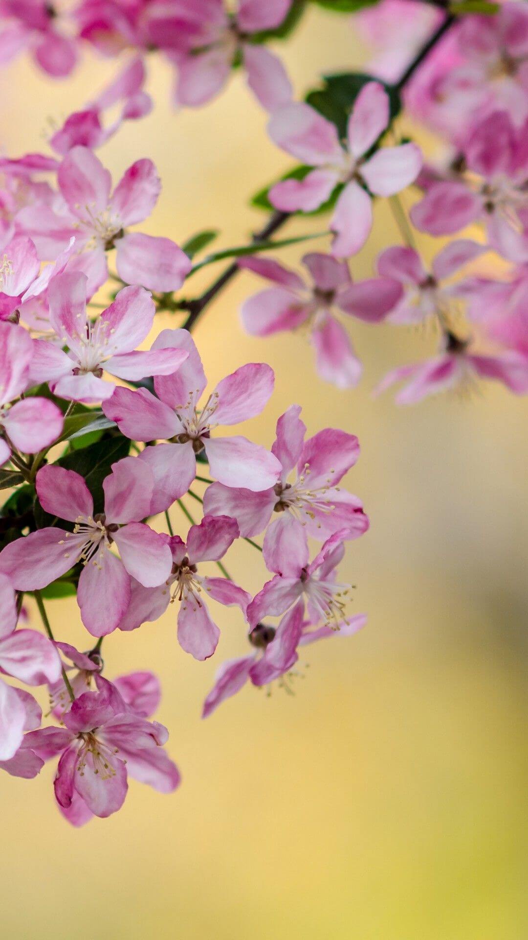 Вертикальные обои для телефона весна Розовые цветки вишни