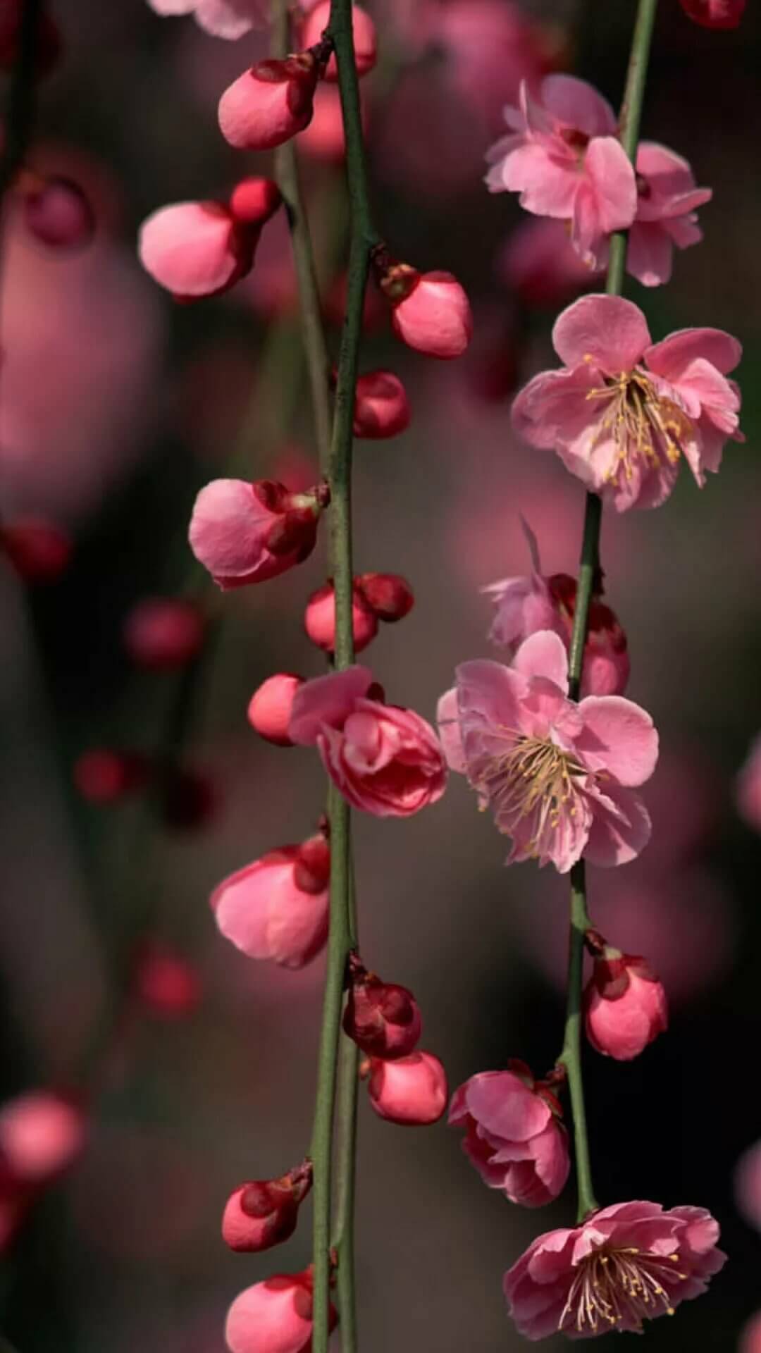 Вертикальные обои для телефона весна Розовые цветки