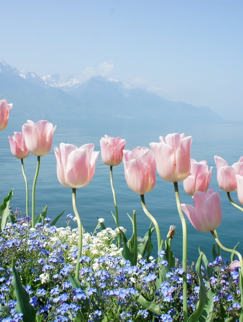 Вертикальные обои для телефона весна Розовые тюльпаны на фоне гор