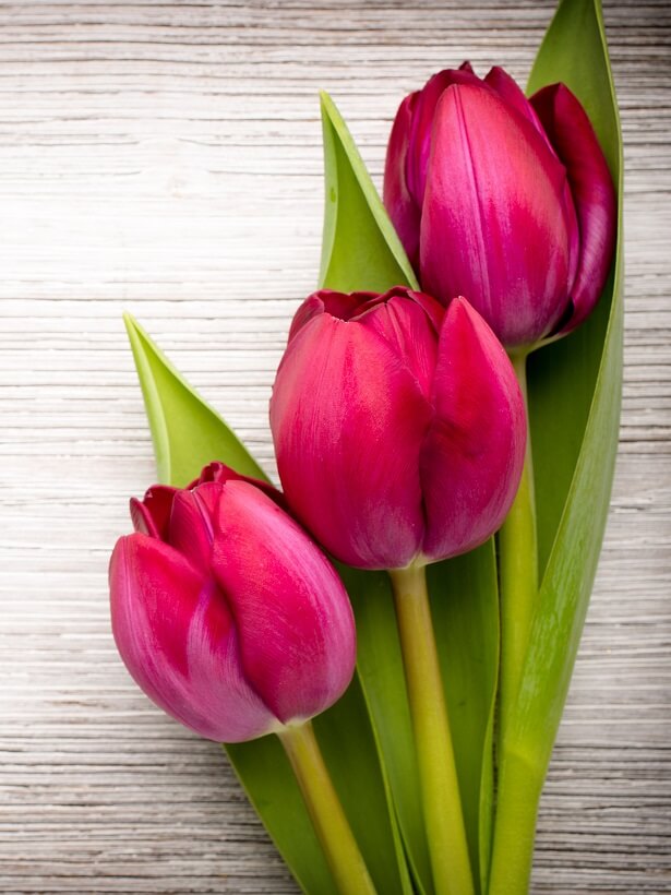 Вертикальные обои для телефона весна Розовые тюльпаны
