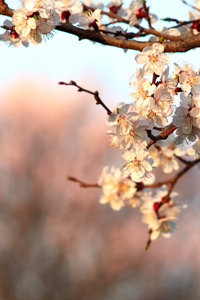 Вертикальные обои для телефона весна Весенние цветы абрикоса