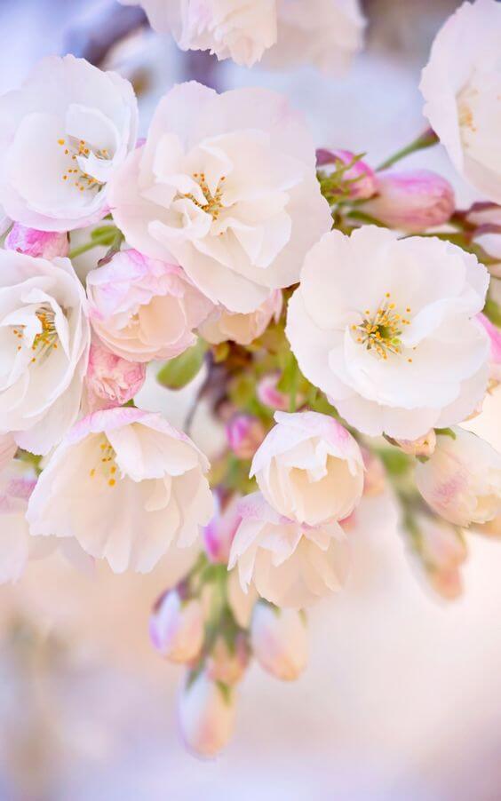 Вертикальные обои для телефона весна Весенние красивые цветы