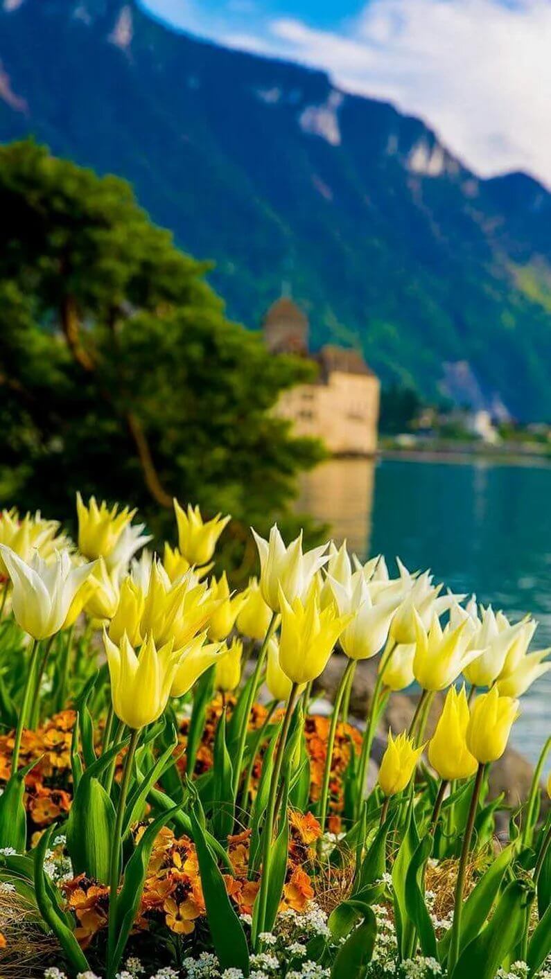 Вертикальные обои для телефона весна Желтые тюльпаны на берегу озера